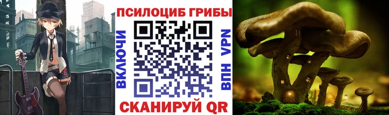 Галлюциногенные грибы Psilocybe  Красный Кут 